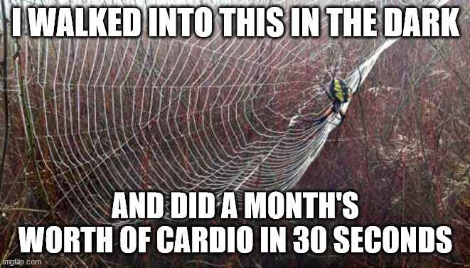 spiderwebmeme