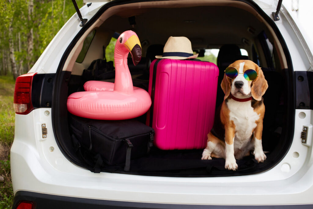 Considerations Before Offering a Pet Friendly AirBnB