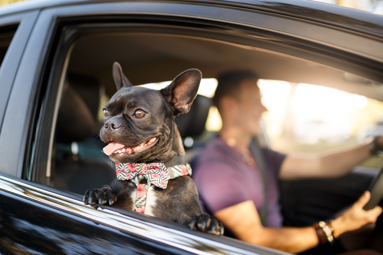 pet-friendly-hotels